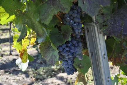 Донские вина блистают на международной арене