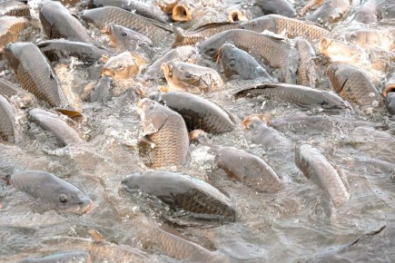 Новый рыбный холдинг в Могилевской области: что ожидает регион?