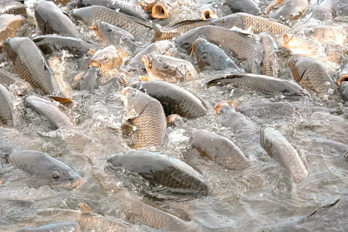 Новый рыбный холдинг в Могилевской области: что ожидает регион?