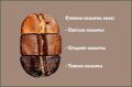 Свежесть обжарки определяет характер вкуса кофе и его нюансы