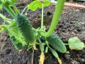 Как на столе семьи зажгут яркие вкусы: подсчёт идеального обеда из «Пятёрочки»