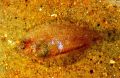 Арноглосс (Arnoglossus laterna Walbaum, 1792)