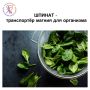 Шпинат: ключ к стройной фигуре и здоровью